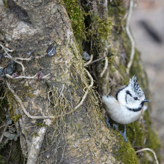 Bild von Führung Vogelexkursion