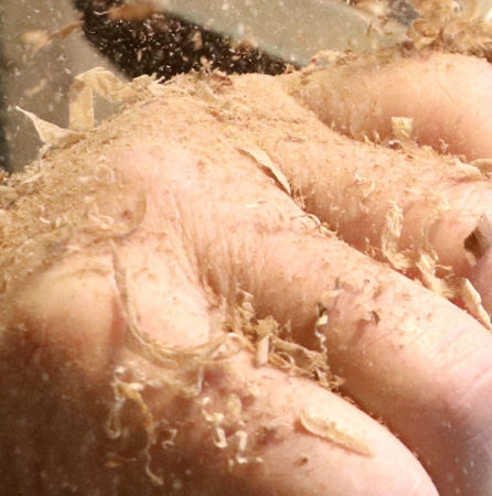 Immagine per la categoria August