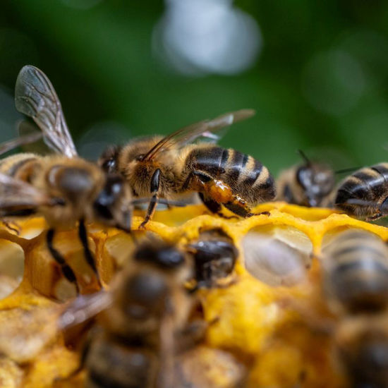 Picture of Imkern - Bienen und Insekten