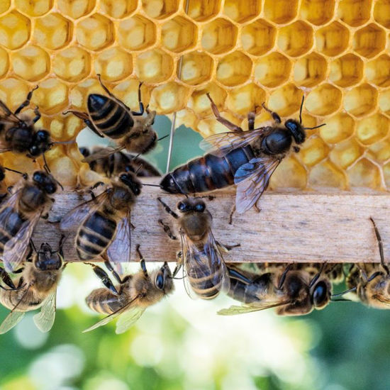 Picture of Imkern - Bienen und Insekten
