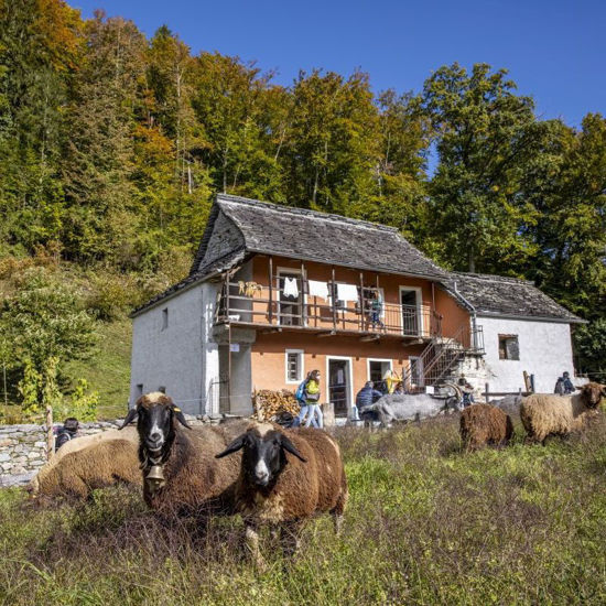 Immagine di Führung Pauschal