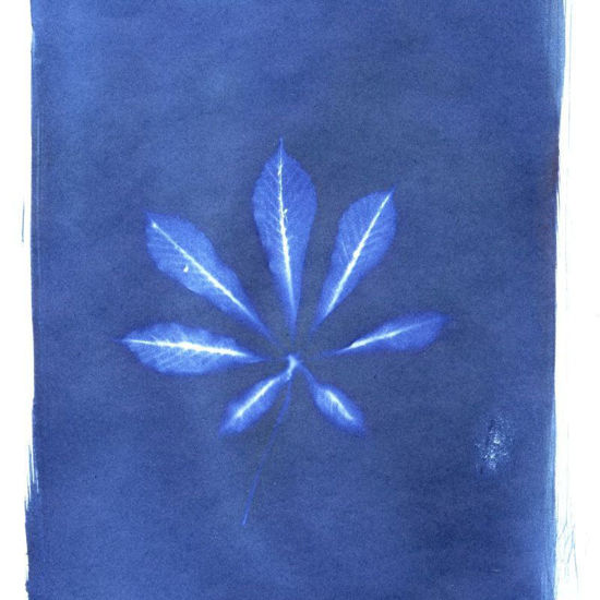 Picture of Abbilden - Cyanotypie