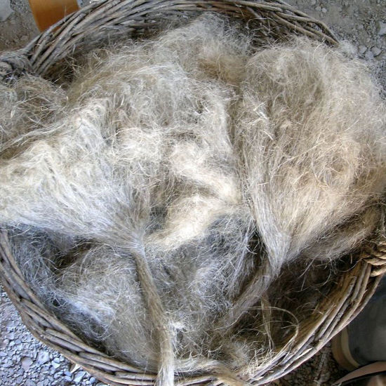 Immagine di Spinnen - Flachs
