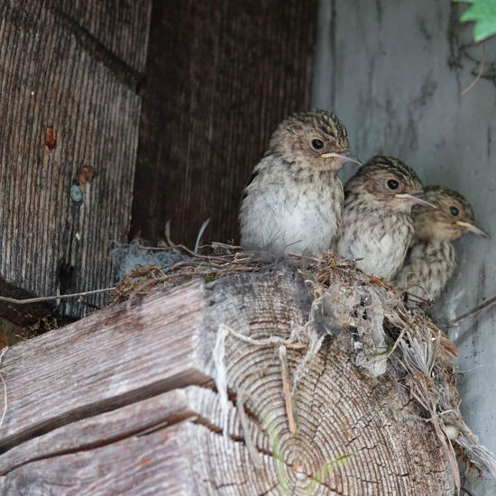 Bild von Führung Vogelexkursion