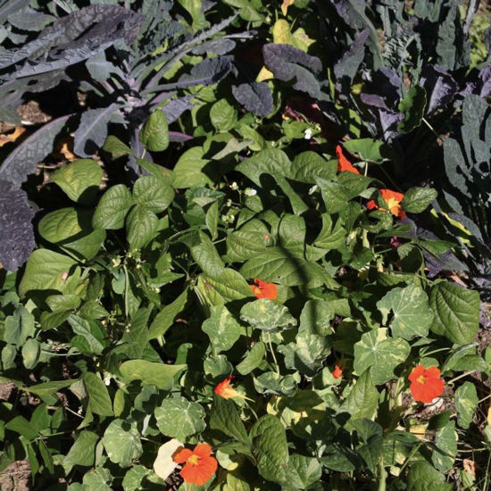 Bild von Gärtnern - Qualitativ und Gesund