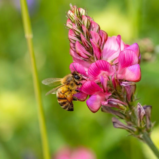 Picture of Imkern - Bienen und Insekten