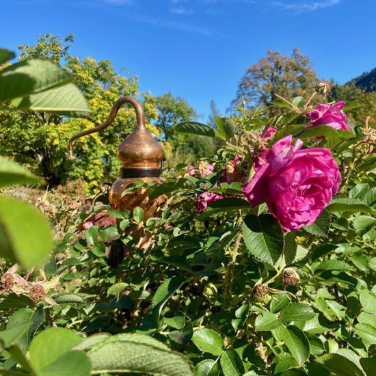 Image sur Destillieren von Pflanzenwasser