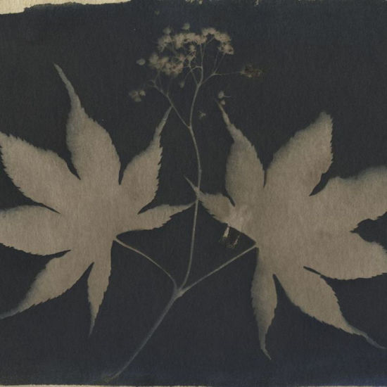 Picture of Abbilden - Cyanotypie
